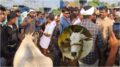 Karnataka : les agriculteurs protestent après que les musulmans boycottent l'abattage des vaches à Hassan