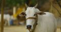 La politique vache-bœuf : boucler la boucle