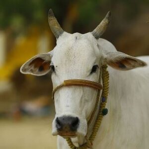 La politique vache-bœuf : boucler la boucle