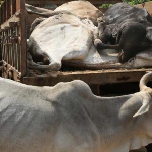 Le gouvernement du BJP du Bengale occidental resserre les règles d'abattage du bétail avant l'Aïd al-Adha : les certificats sont désormais obligatoires