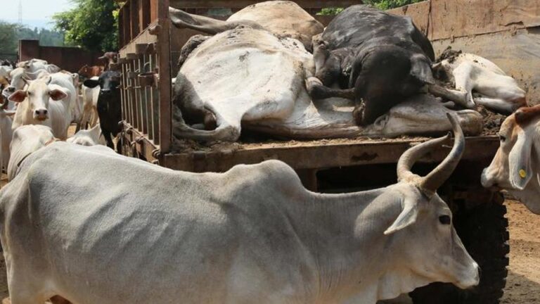 Le gouvernement du BJP du Bengale occidental resserre les règles d'abattage du bétail avant l'Aïd al-Adha : les certificats sont désormais obligatoires