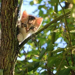 7 choses à apprendre des soins du prophète envers les animaux