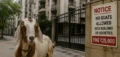 Du domaine de Poonam à l'amende MBMC de 25 000 ₹ sur les chèvres : comment une controverse locale sur les chèvres est devenue une restriction de Bakri Eid à l'échelle de la ville