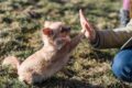 Prophète Mahomet – Le défenseur des droits des animaux