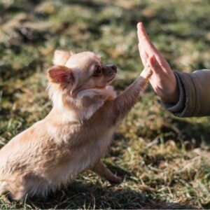 Prophète Mahomet – Le défenseur des droits des animaux