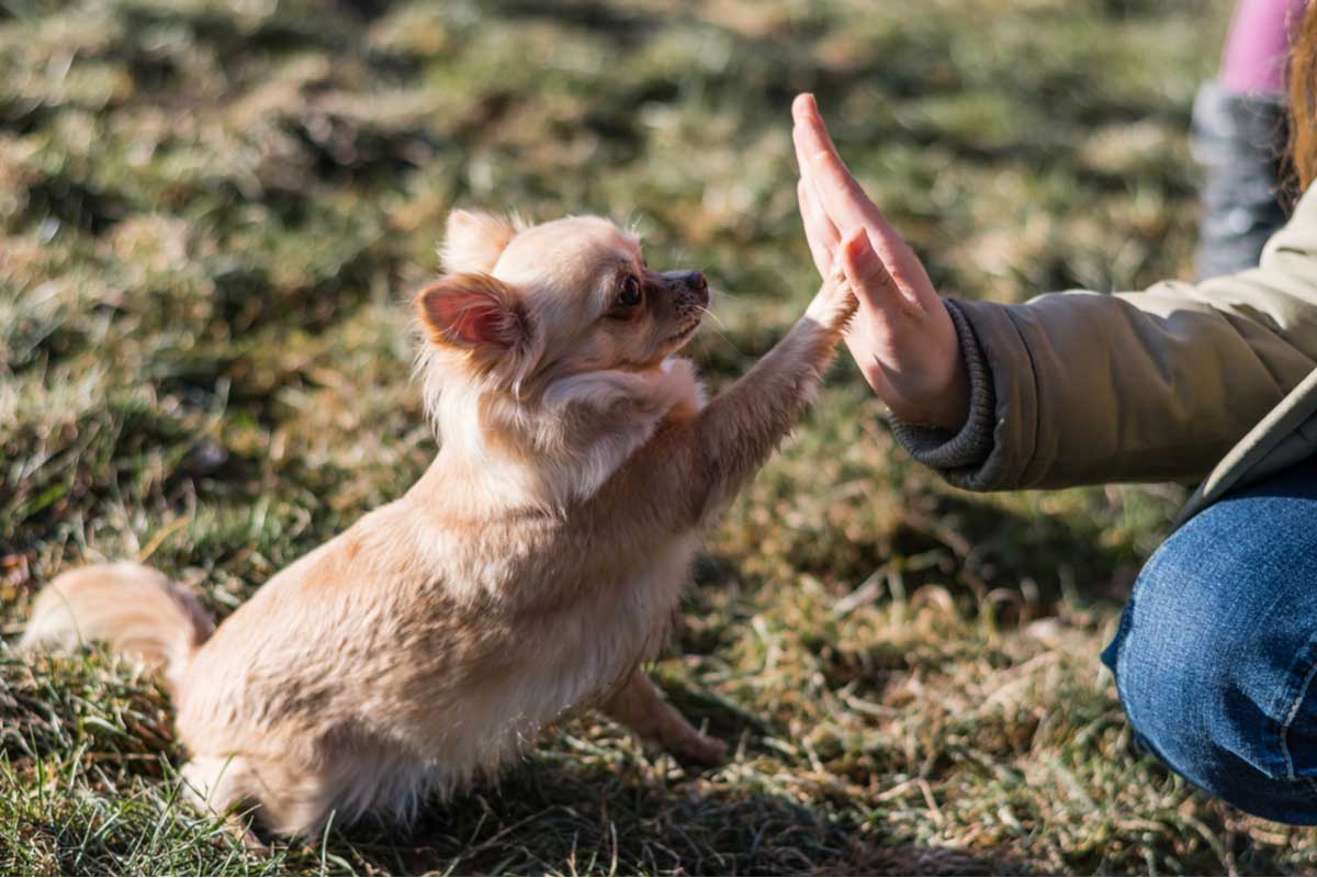 Prophète Mahomet – Le défenseur des droits des animaux