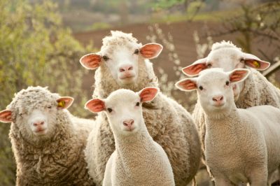 Abattage de moutons le jour de l’Aïd : cruauté envers les animaux ? Abattage de moutons le jour de l’Aïd : cruauté envers les animaux ?